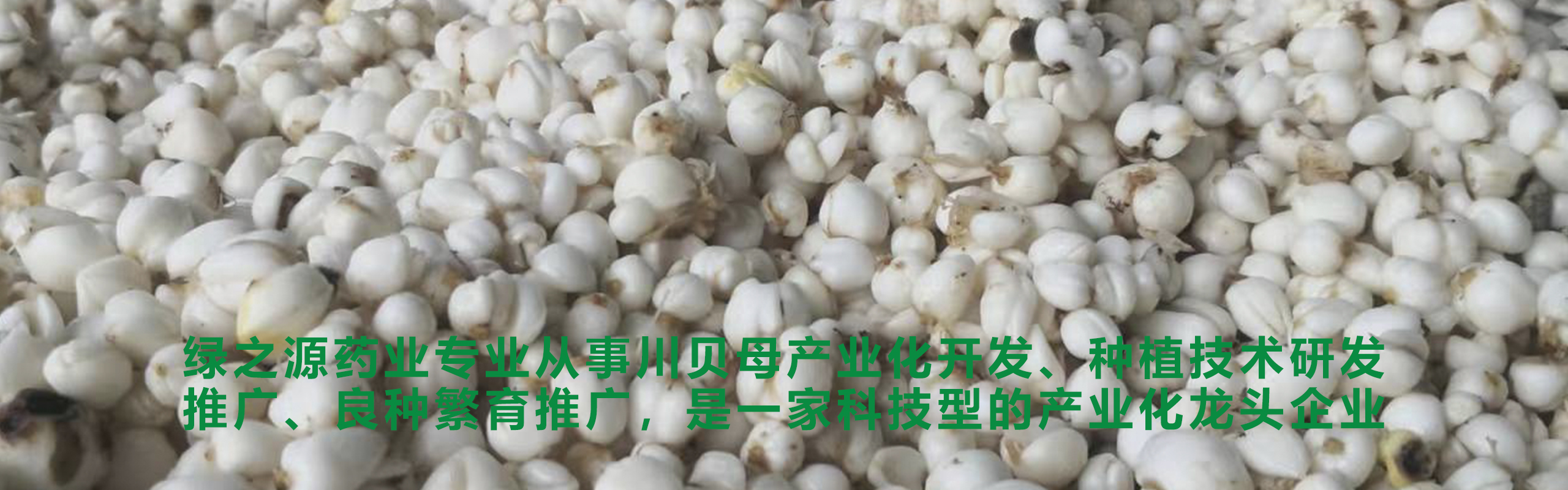 十年磨一劍、匠心不改